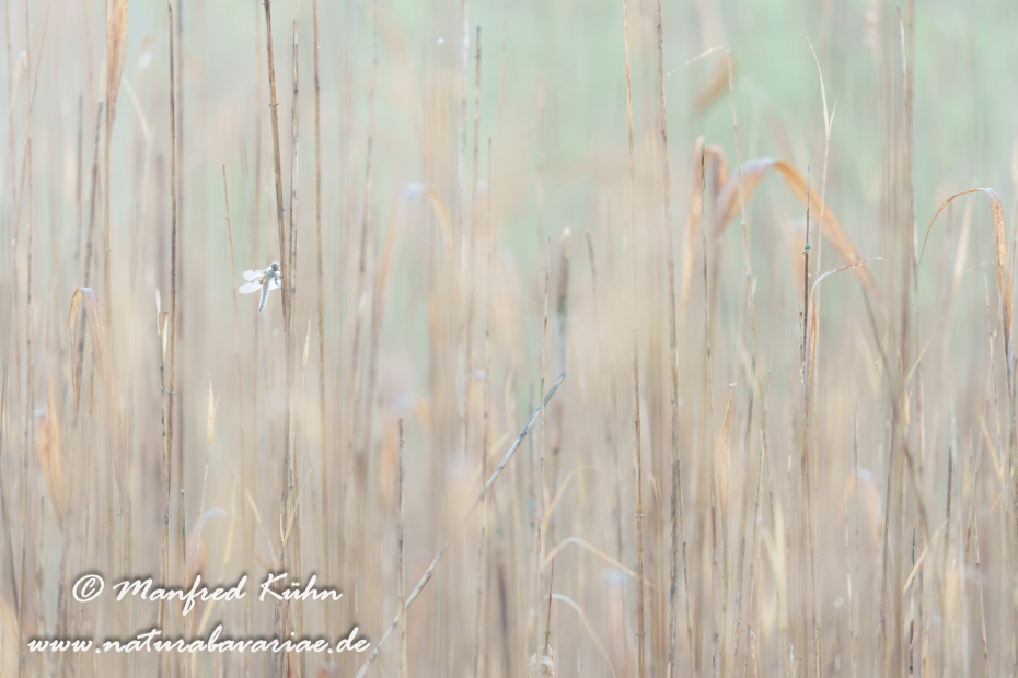 Vierflecklibelle ()_0073