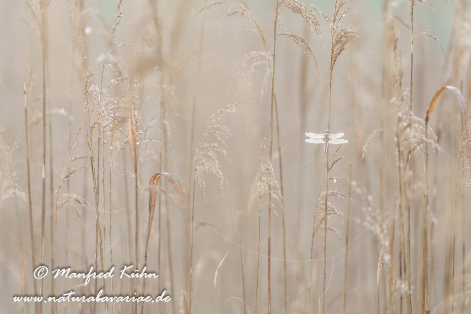 Vierflecklibelle ()_0074