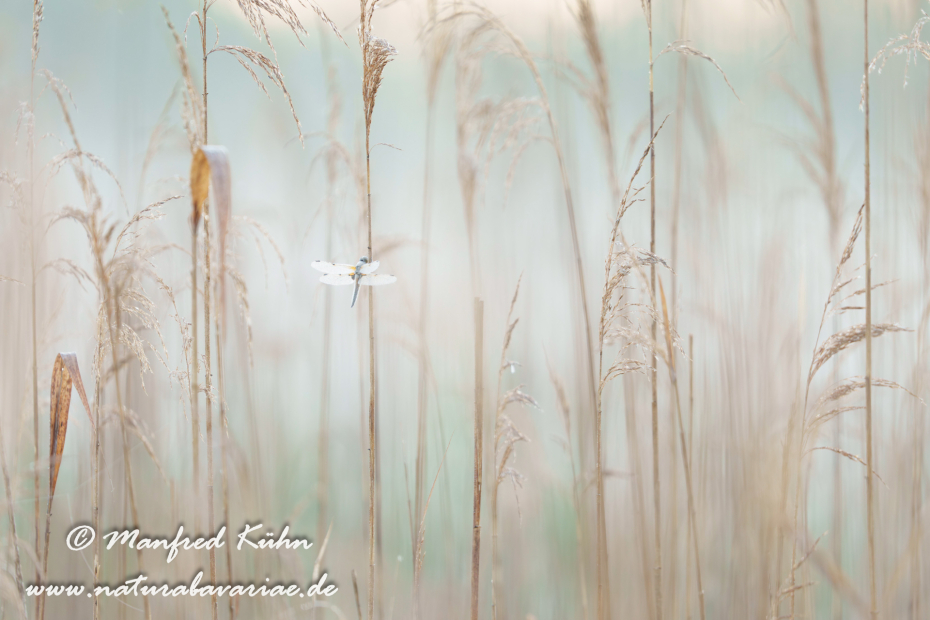 Vierflecklibelle ()_0080