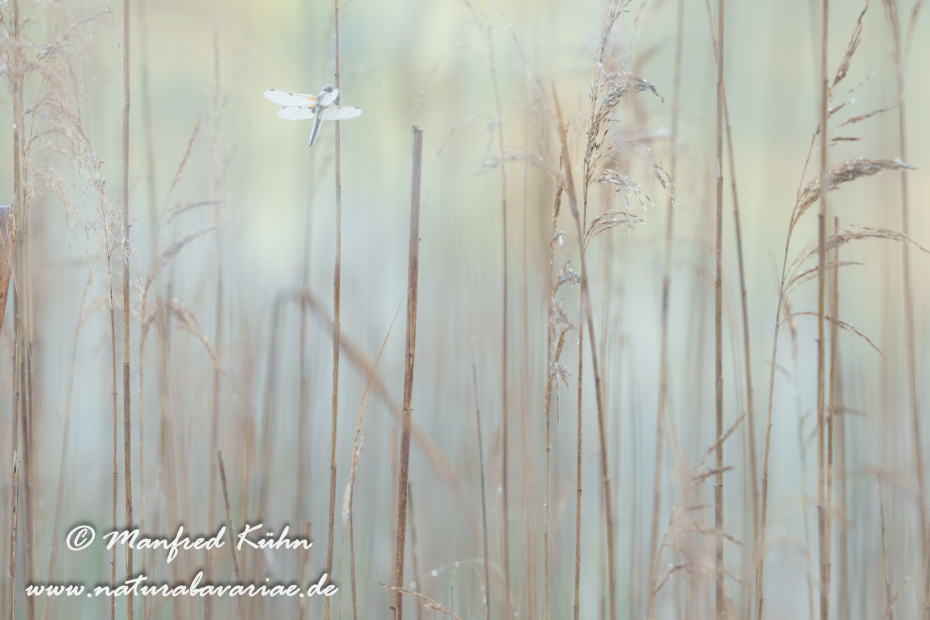 Vierflecklibelle ()_0084
