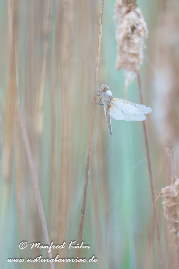 Vierflecklibelle ()_0086