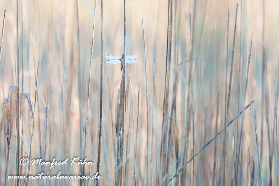 Vierflecklibelle ()_0088