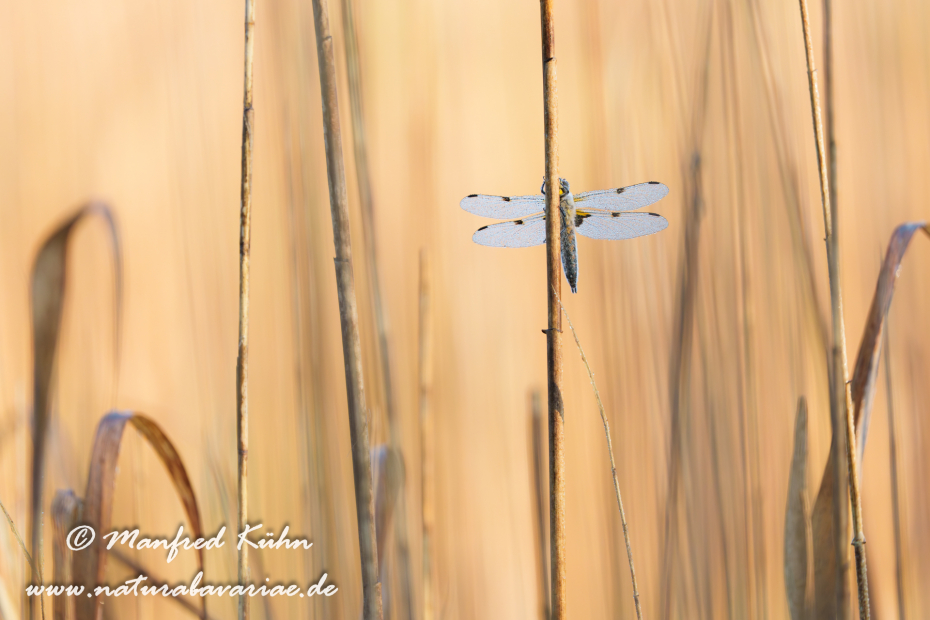Vierflecklibelle ()_0091