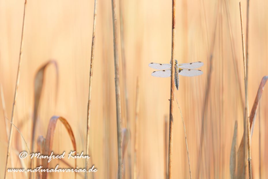 Vierflecklibelle ()_0092