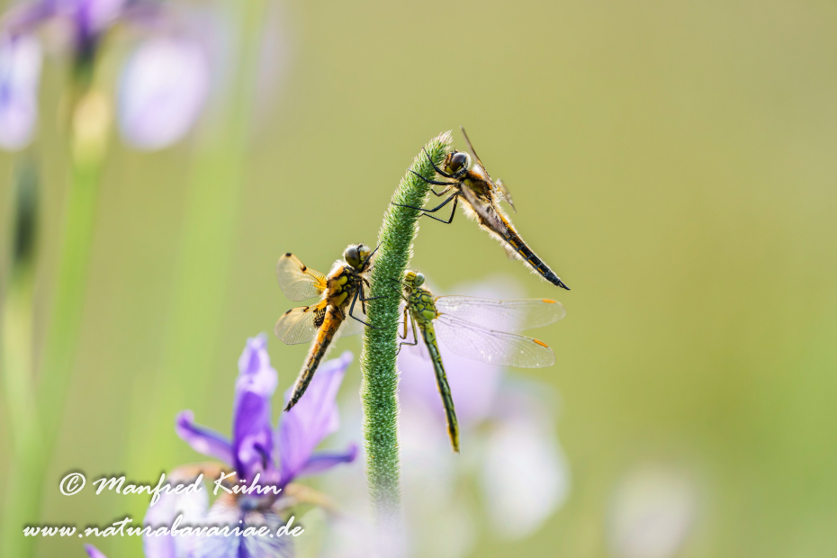 Vierflecklibelle ()_0095