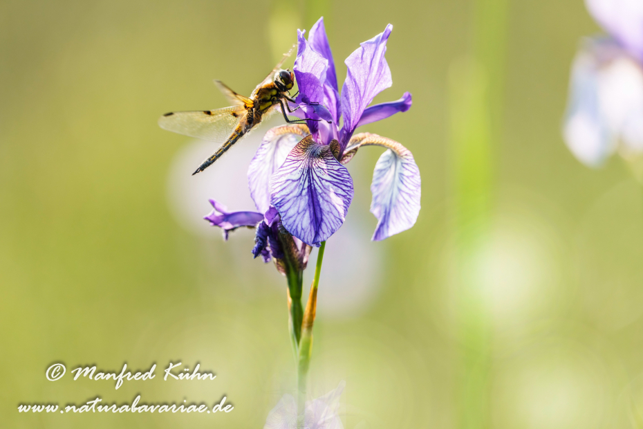 Vierflecklibelle ()_0097