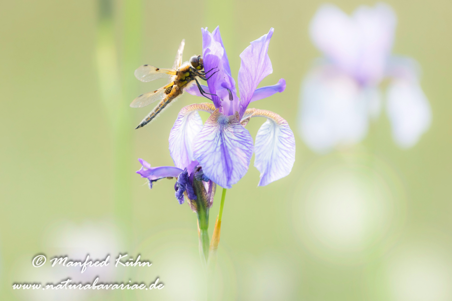 Vierflecklibelle ()_0100