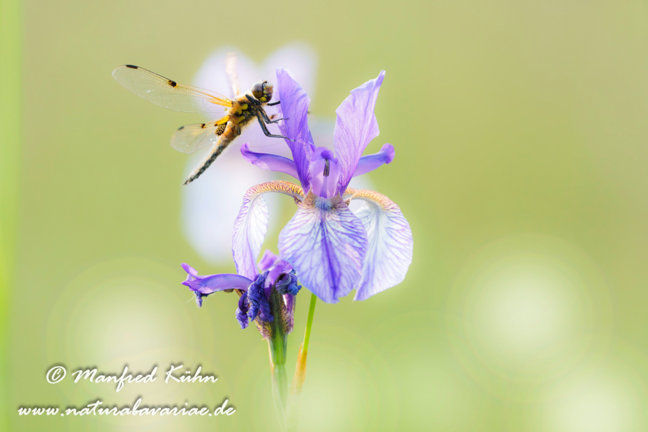 Vierflecklibelle ()_0103