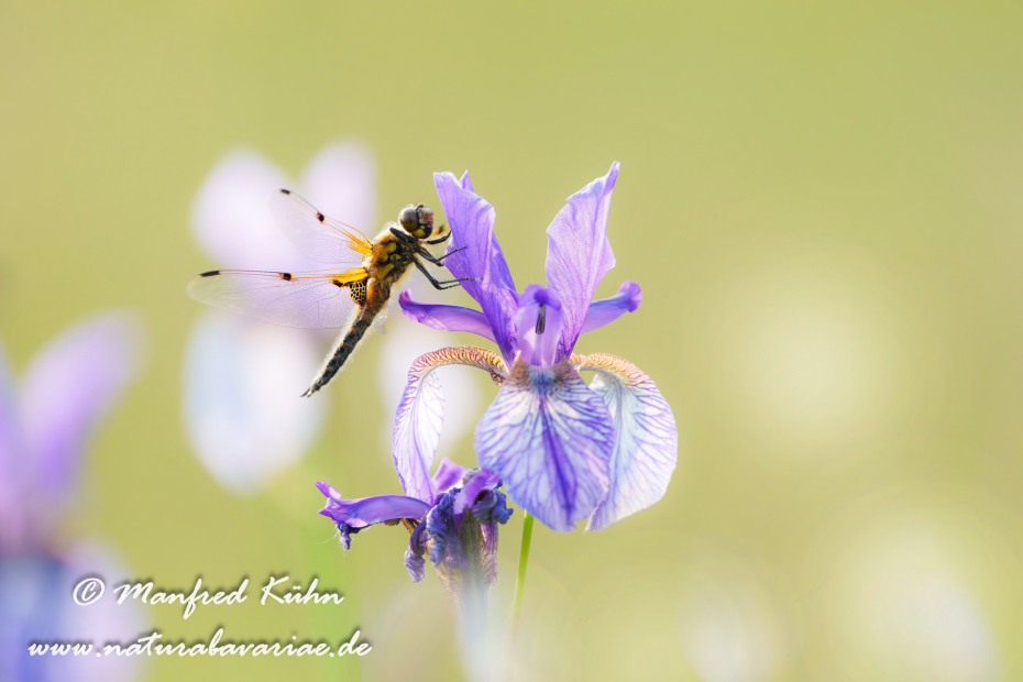 Vierflecklibelle ()_0104
