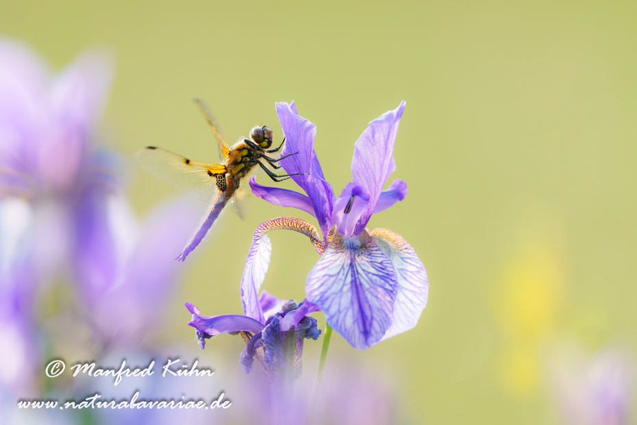 Vierflecklibelle ()_0106
