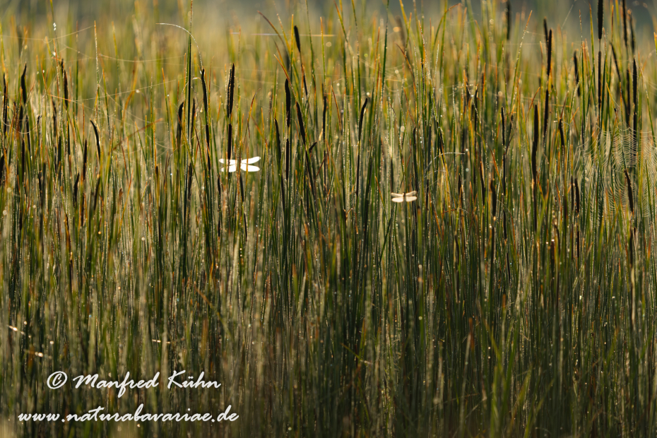 Vierflecklibelle ()_0109