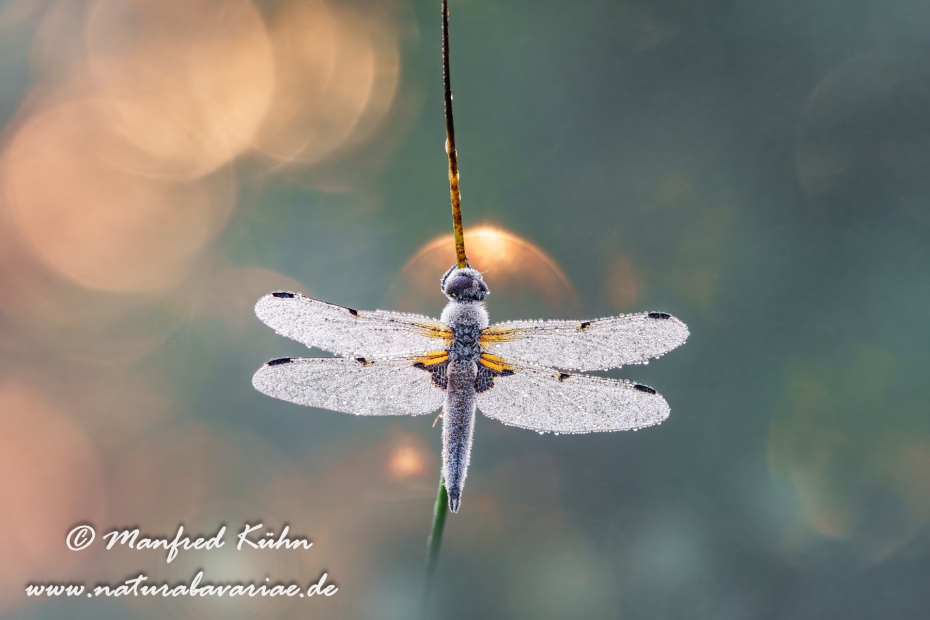 Vierflecklibelle ()_0115
