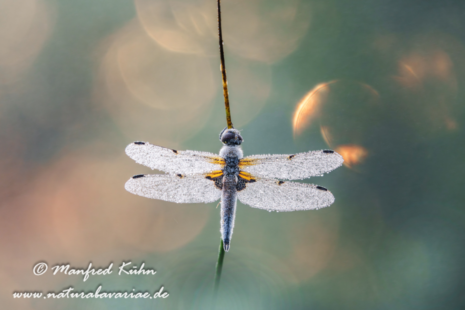 Vierflecklibelle ()_0116