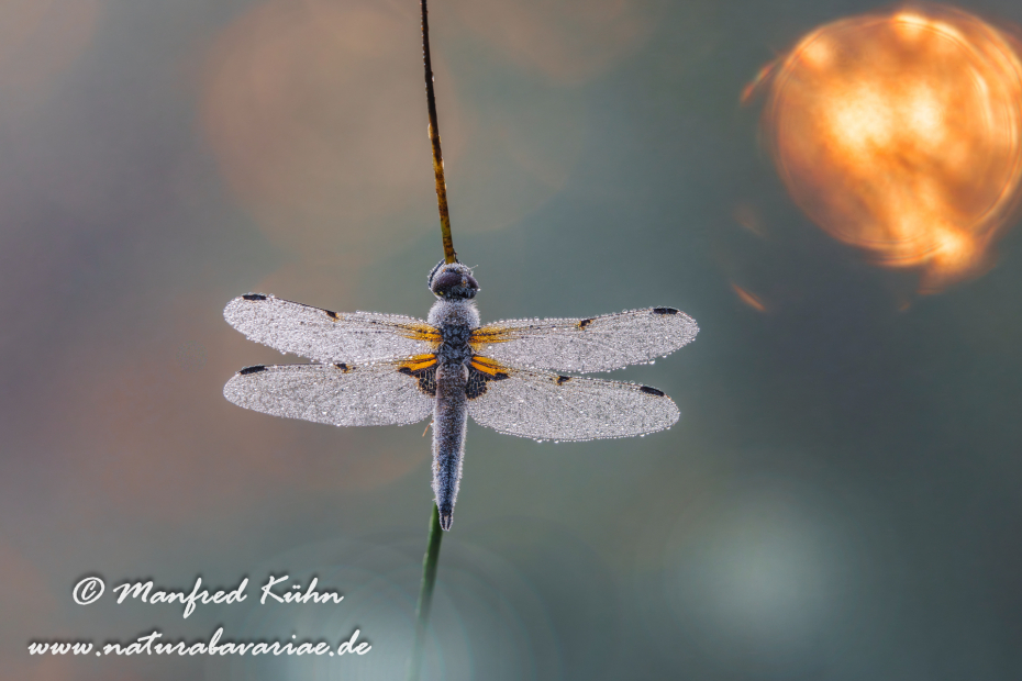 Vierflecklibelle ()_0117