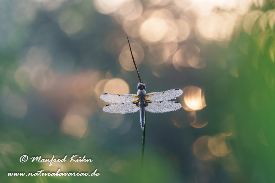 Vierflecklibelle ()_0126