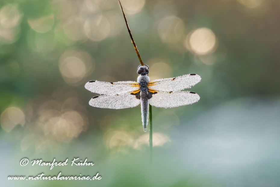 Vierflecklibelle ()_0134