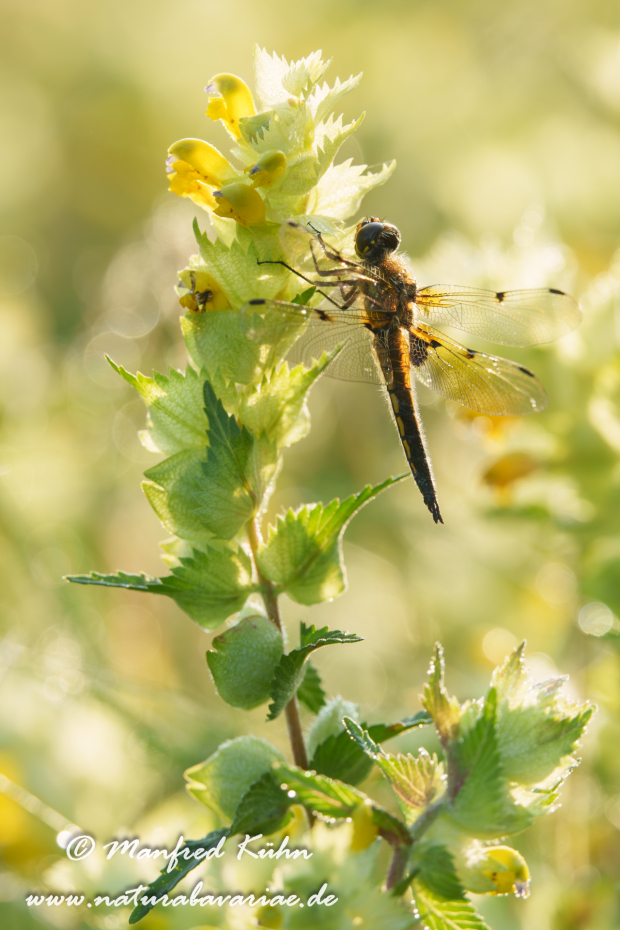 Vierflecklibelle ()_0136