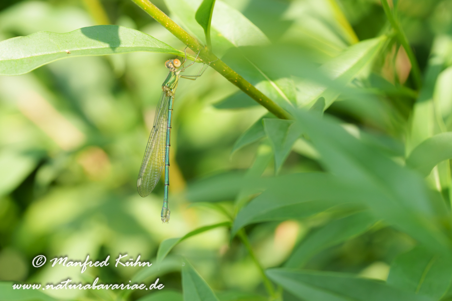Weidenjungfer (Gemeine)_0019