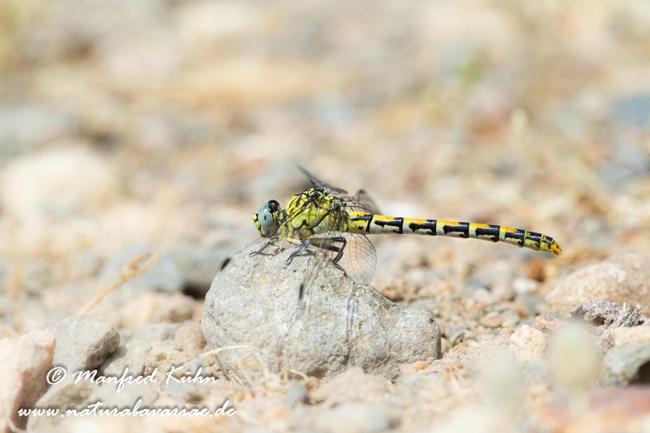 Zangenlibelle (Östliche)_0003
