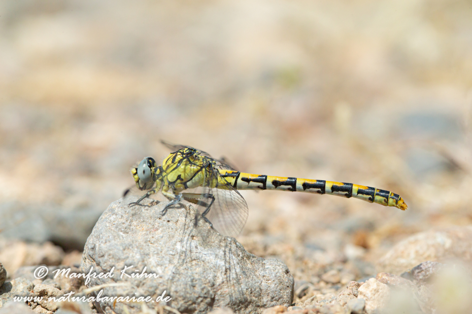 Zangenlibelle (Östliche)_0007