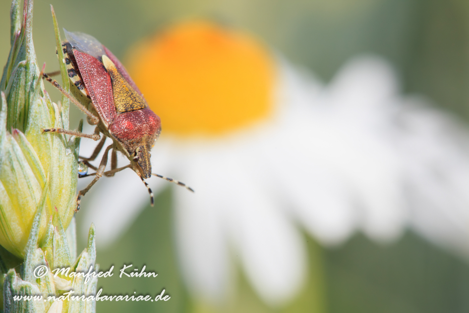 Beerenwanze ()_0010