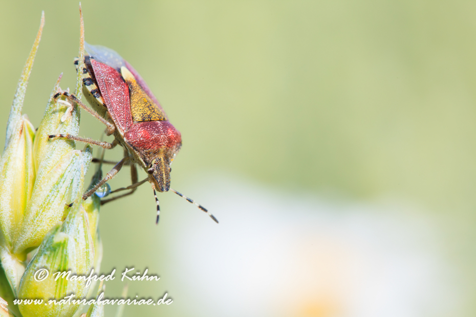 Beerenwanze ()_0012