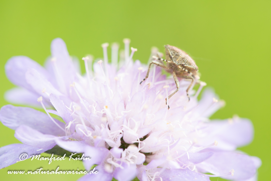 Beerenwanze ()_0015