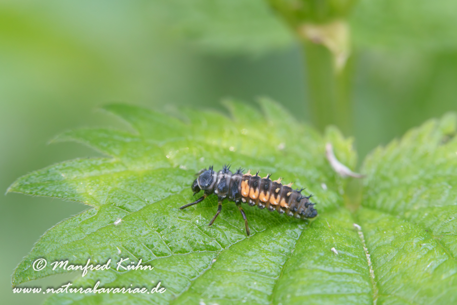 Marienkäfer (Asiatischer)_0026