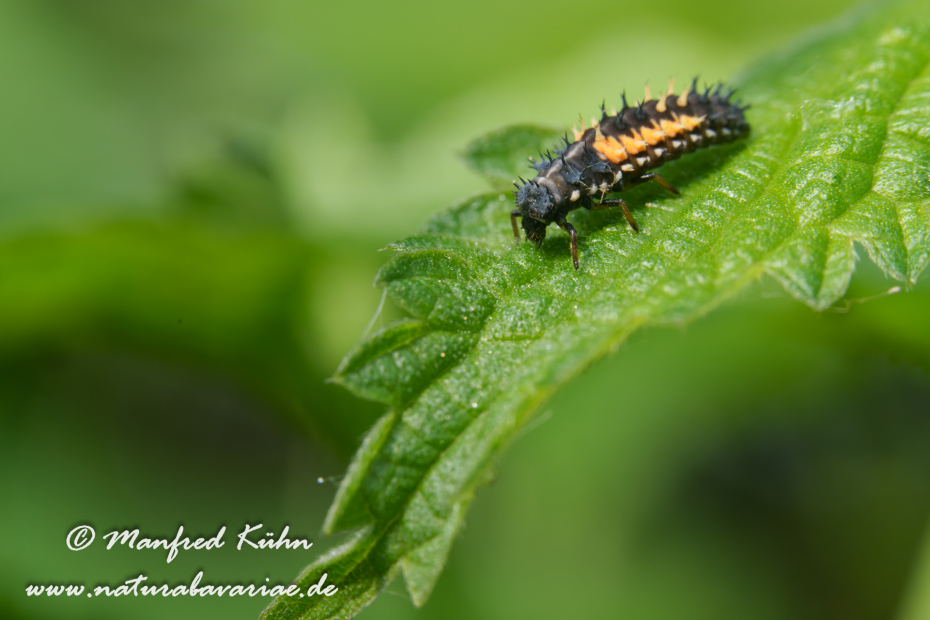 Marienkäfer (Asiatischer)_0027
