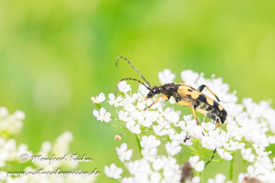 Schmalbock (gefleckter)_0002