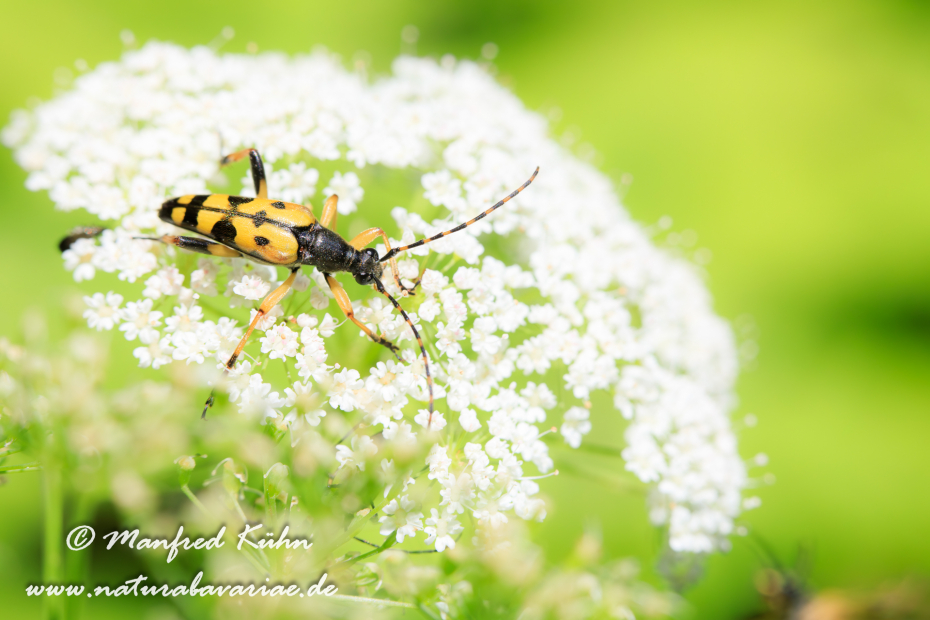 Schmalbock (gefleckter)_0008