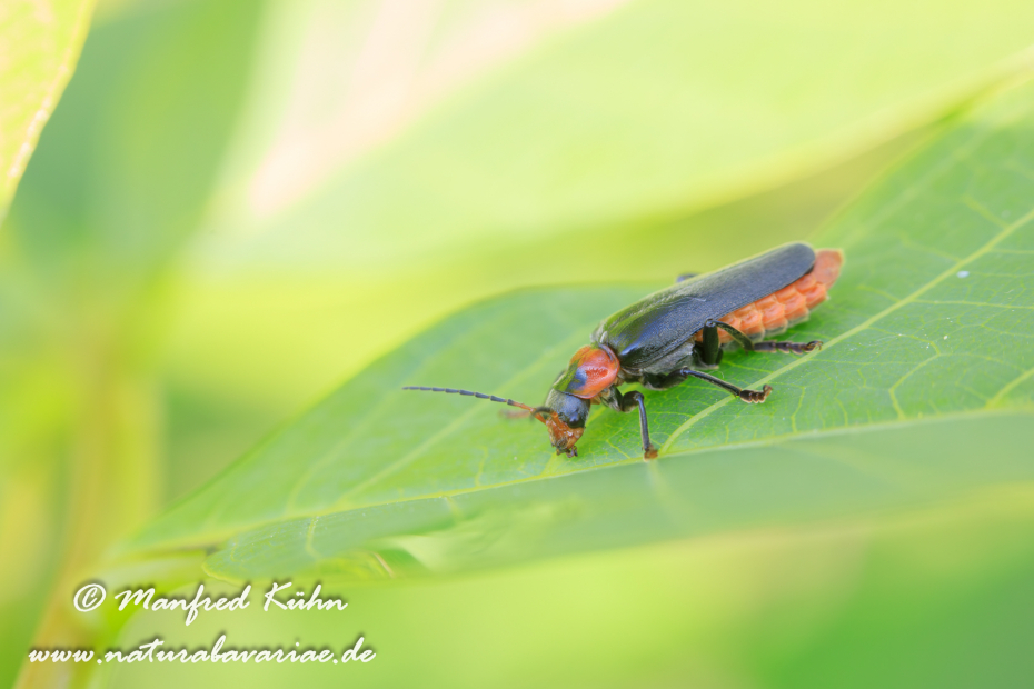 Weichkäfer (Gemeiner)_0009