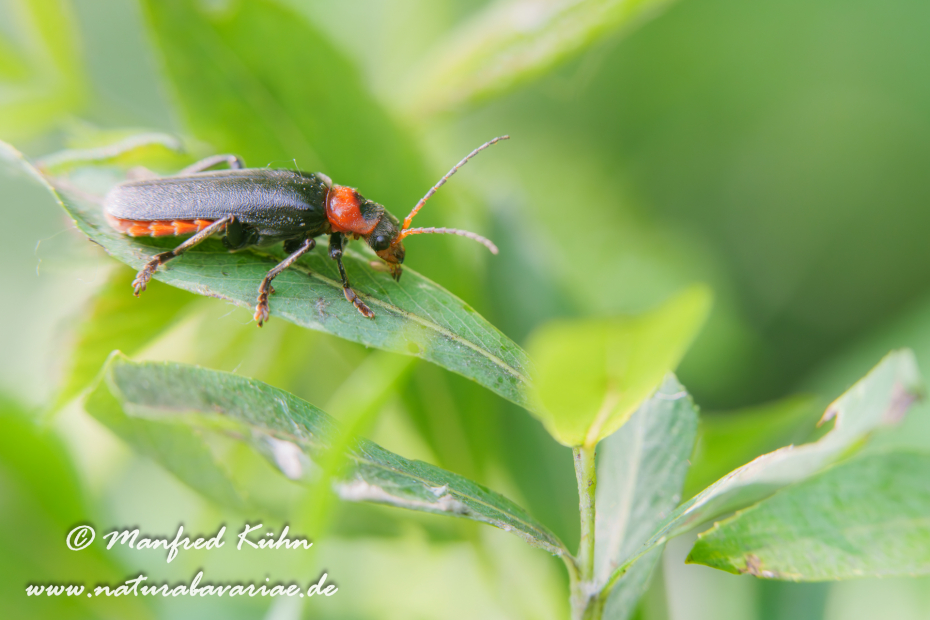 Weichkäfer (Gemeiner)_0012