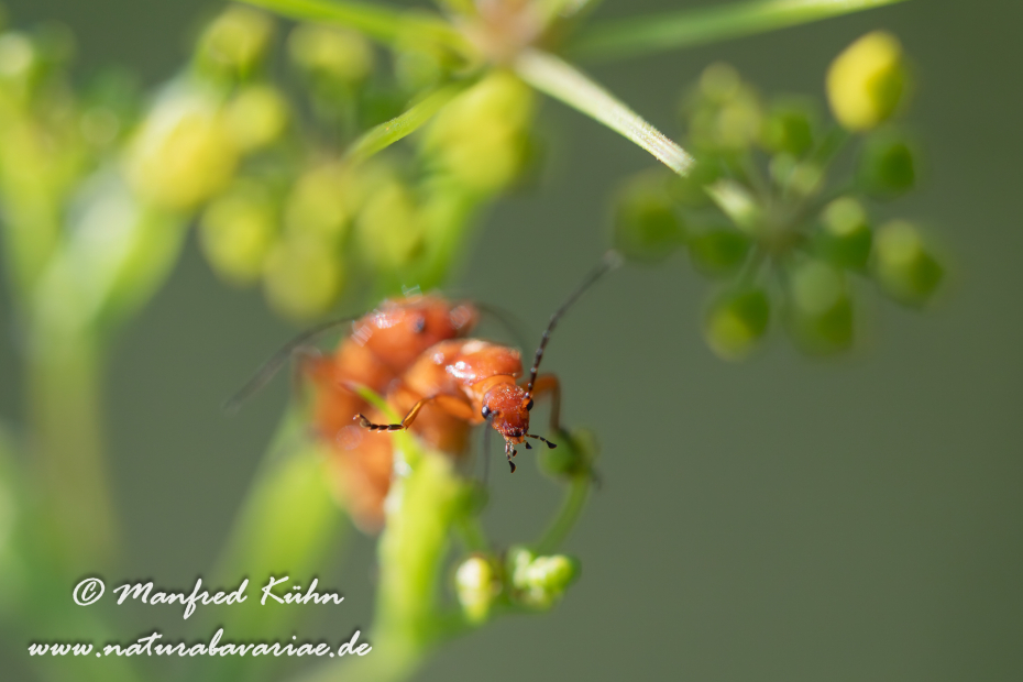 Weichkäfer (Roter)_0001