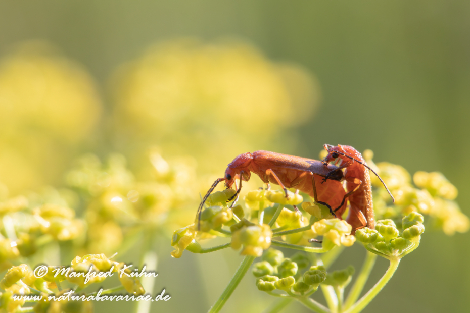 Weichkäfer (Roter)_0003
