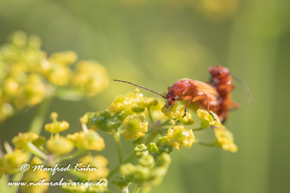 Weichkäfer (Roter)_0010