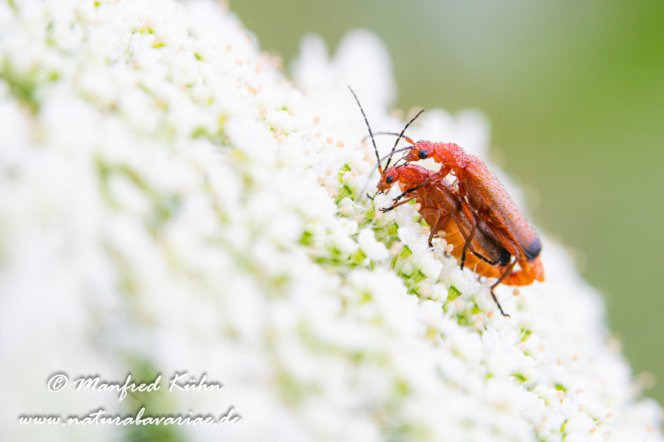 Weichkäfer (Roter)_0013
