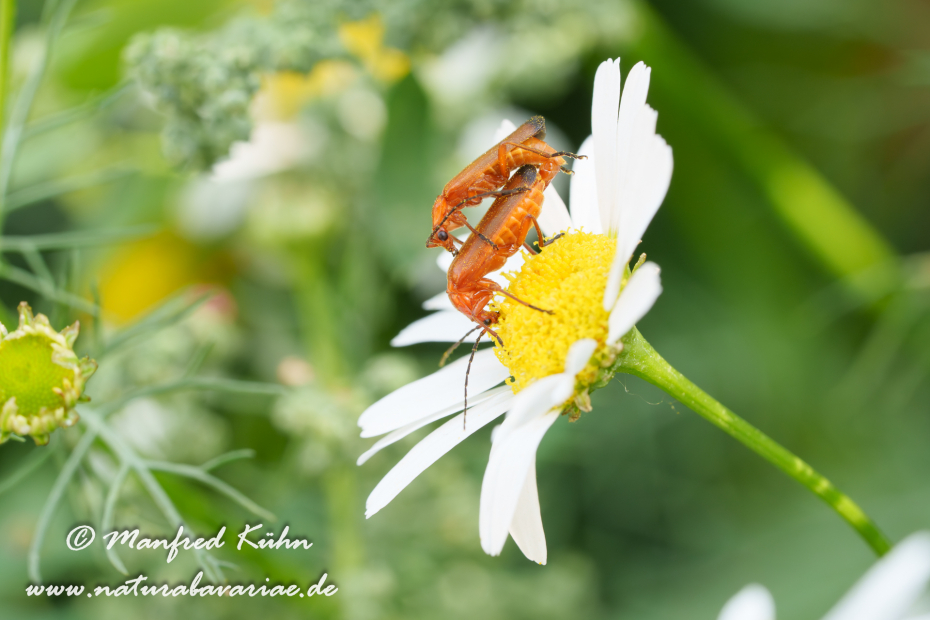 Weichkäfer (Roter)_0057