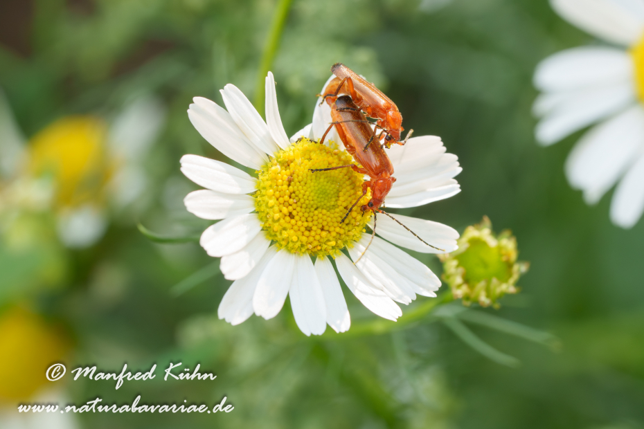 Weichkäfer (Roter)_0063