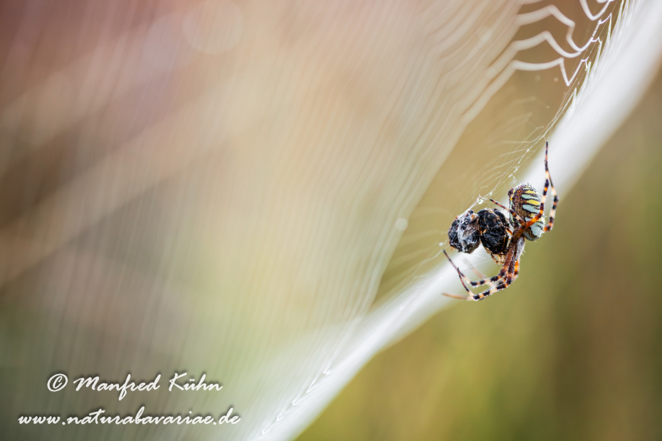 Wespenspinne ()_0016
