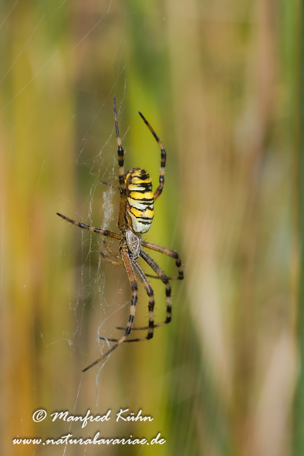 Wespenspinne ()_0027