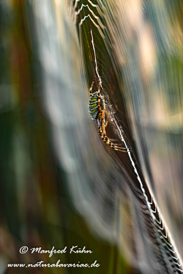 Wespenspinne ()_0044