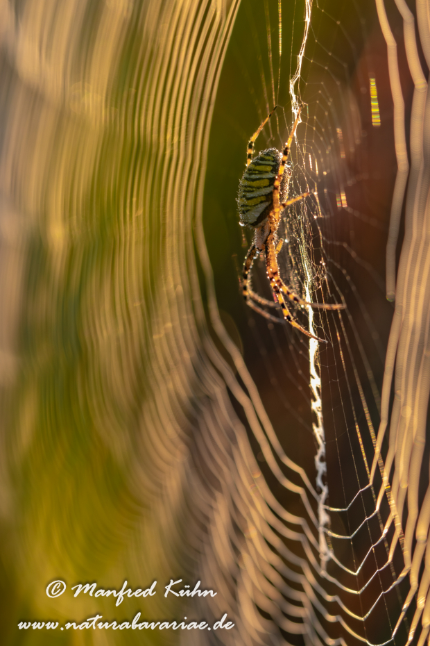 Wespenspinne ()_0045