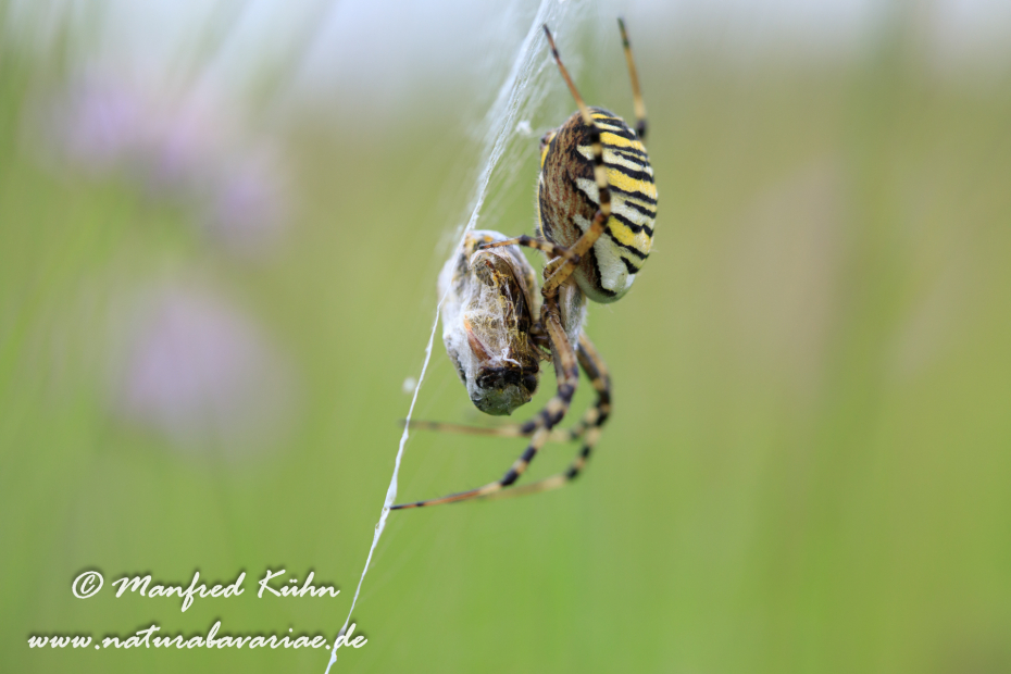 Wespenspinne ()_0055