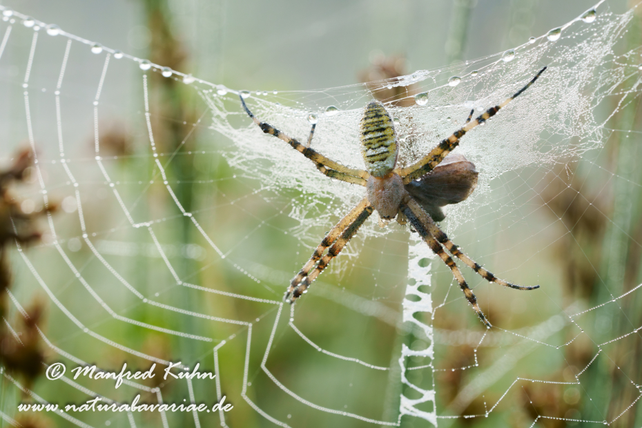 Wespenspinne ()_0056