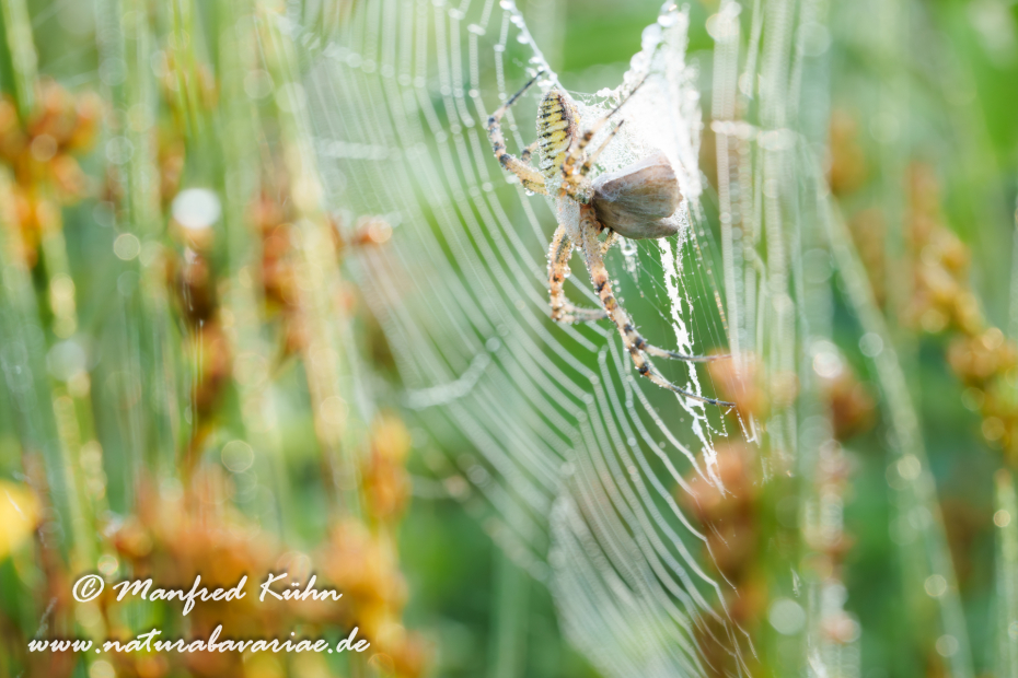 Wespenspinne ()_0057