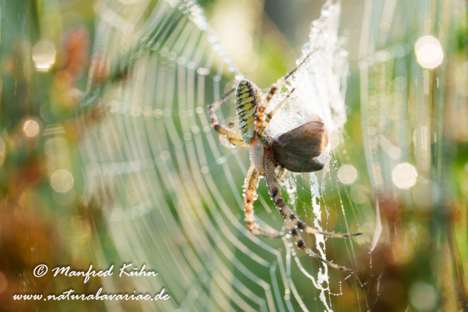 Wespenspinne ()_0059