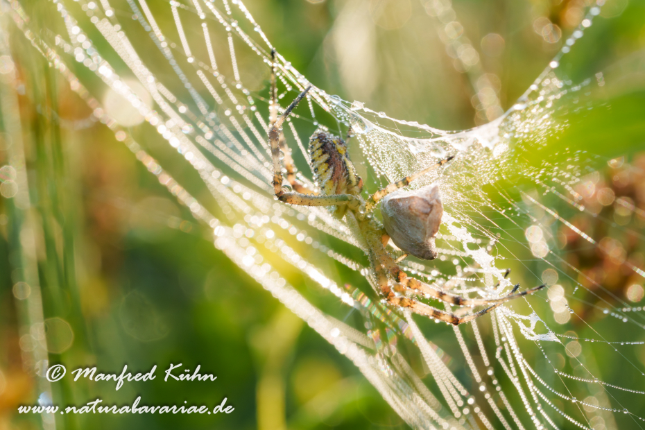 Wespenspinne ()_0060