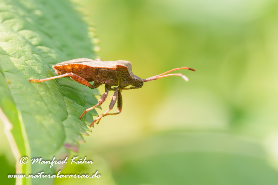 Wanze (Leder-)_0027