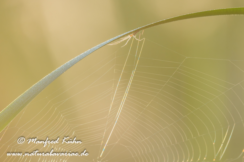 Streckerspinne (Gemeine)_0060